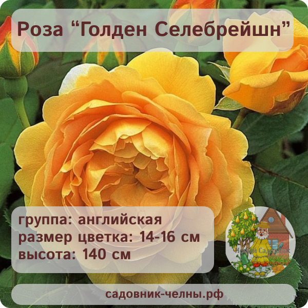 Роза английская Голден Селебрейшн