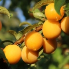 Слива русская (Алыча гибридная) сорт Злато скифов