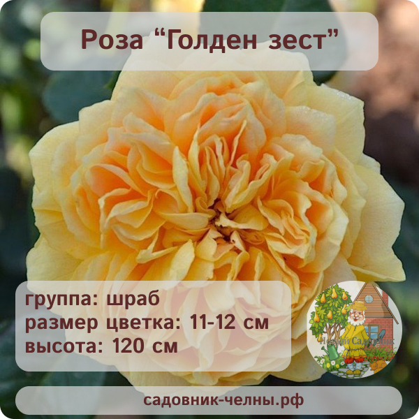 Роза шраб Голден Зест