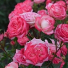 Роза спрей Сафина