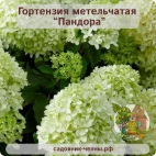 Гортензия метельчатая Пандора