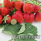 Земляника крупноплодная сорт Дарселект