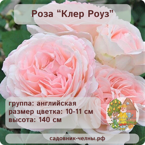 Роза английская Клер Роуз