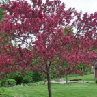 Яблоня декоративная Прайри Файер