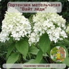Гортензия метельчатая Вайт леди