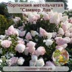 Гортензия метельчатая Саммер лав
