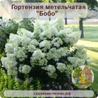 Гортензия метельчатая Бобо