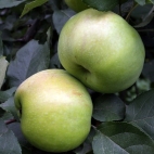 Яблоня сорт Татьянин день