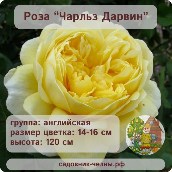 Роза английская Чарльз Дарвин