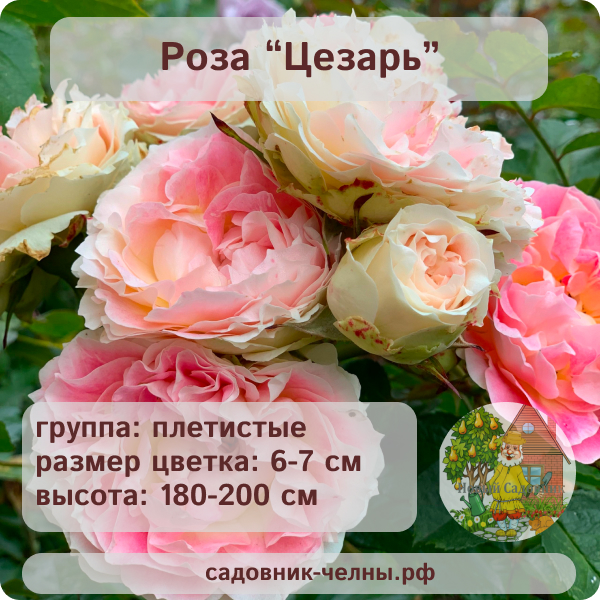 Роза плетистая Цезарь
