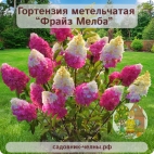 Гортензия метельчатая Фрайз Мелба