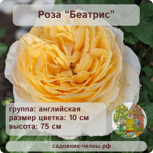 Роза английская Беатрис