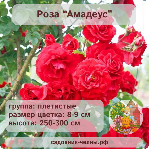 Роза плетистая Амадеус