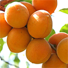 Абрикос сорт Триумф северный