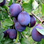 Слива домашняя Чернослив Тульский