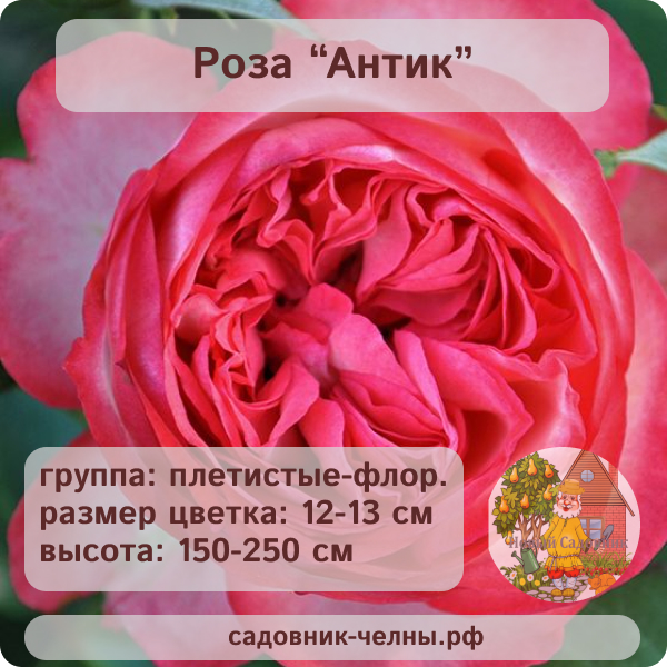 Роза плетистая Антик