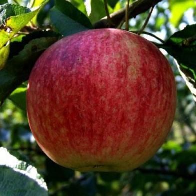 Яблоня сорт Боровинка