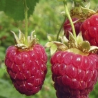 Малина ремонтантная Носорог