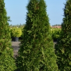 Туя западная Брабант