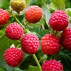 Малина Мишутка