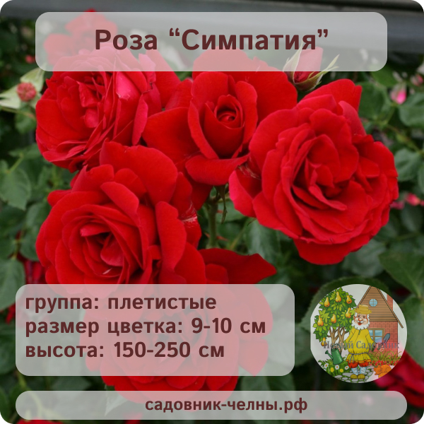 Роза плетистая Симпатия