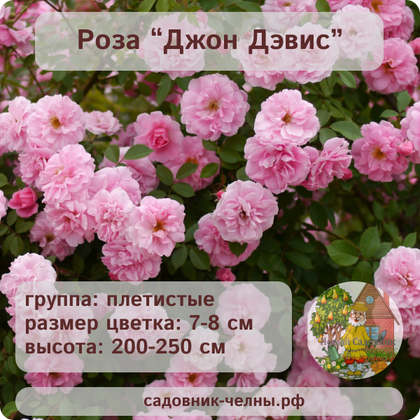 Роза плетистая Джон Дэвис