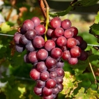 Виноград Сеня
