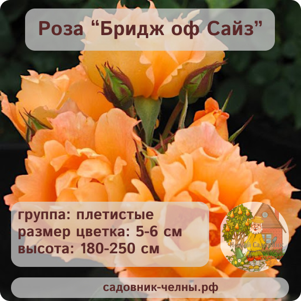 Роза плетистая Бридж оф Сайз