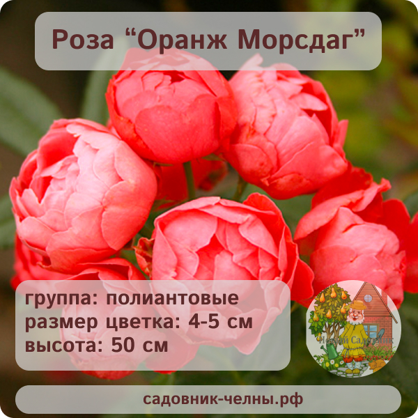 Роза полиантовая Оранж Морсдаг