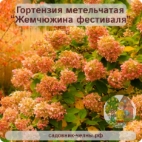 Гортензия метельчатая Жемчюжина фестиваля