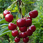 Дюк сорт  Факел