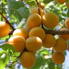 Абрикос сорт Эдельвейс