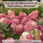 Гортензия метельчатая Красавица Лескова