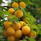 Слива русская (Алыча гибридная) сорт Сонейка