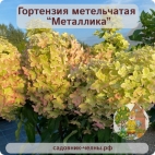 Гортензия метельчатая Металлика