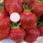 Земляника крупноплодная сорт Царица