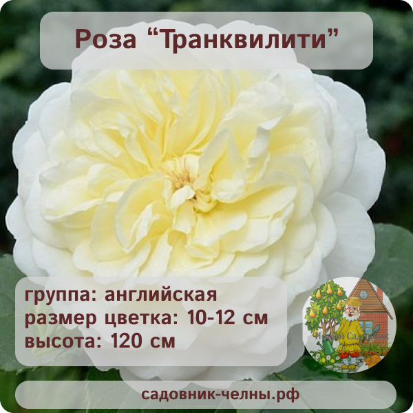 Роза английская Транквилити