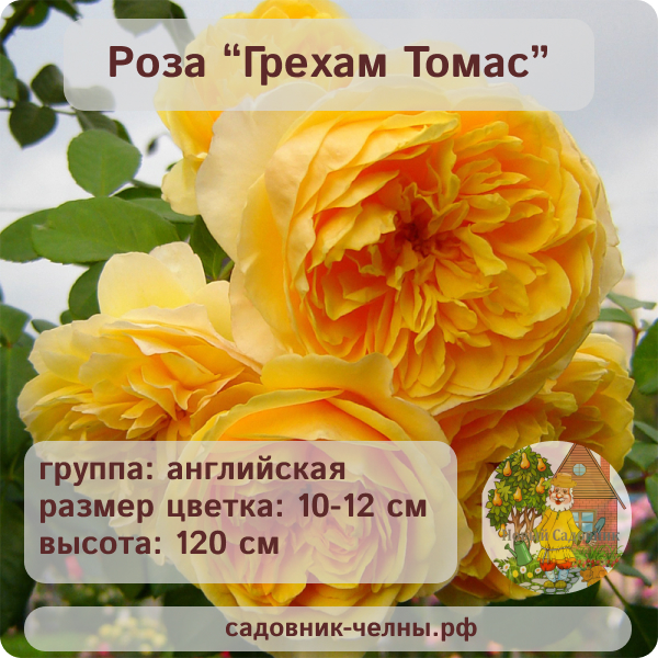 Роза английская Грехам Томас