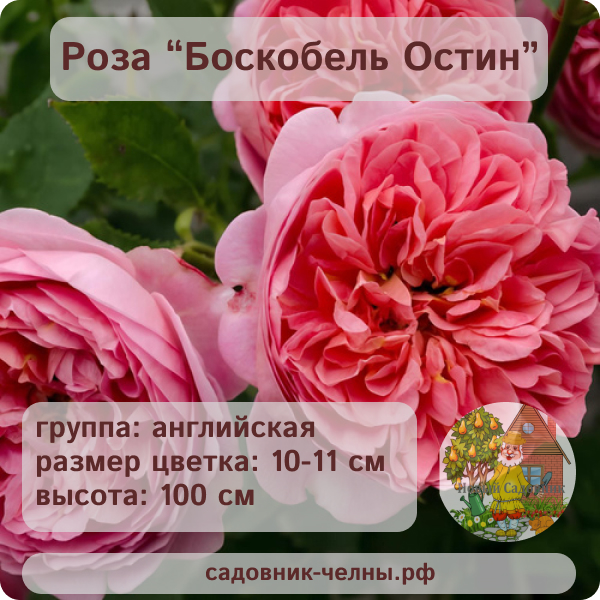 Роза английская Боскобель Остин