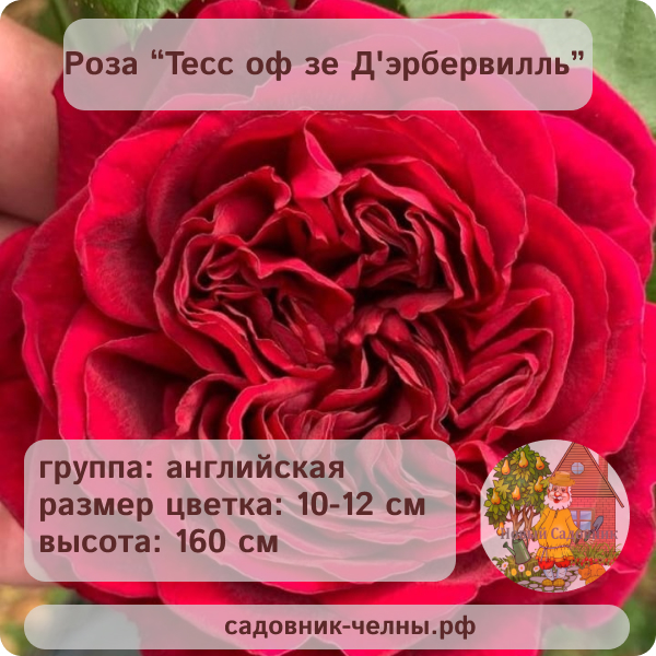 Роза английская Тесс оф зе Д'эрбервилль