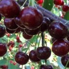 Дюк сорт Крепкая