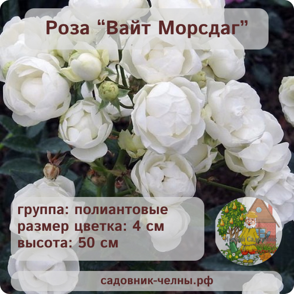 Роза полиантовая Вайт Морсдаг