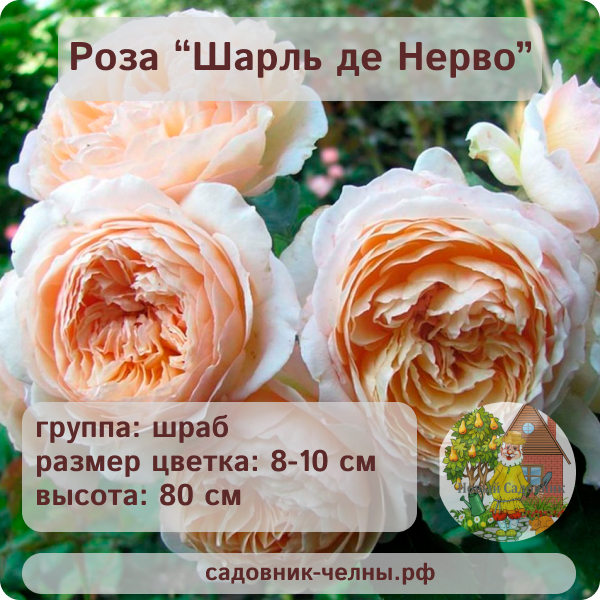 Роза шраб Шарль де Нерво
