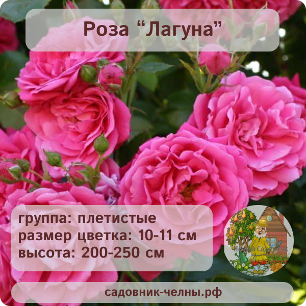 Роза плетистая Лагуна
