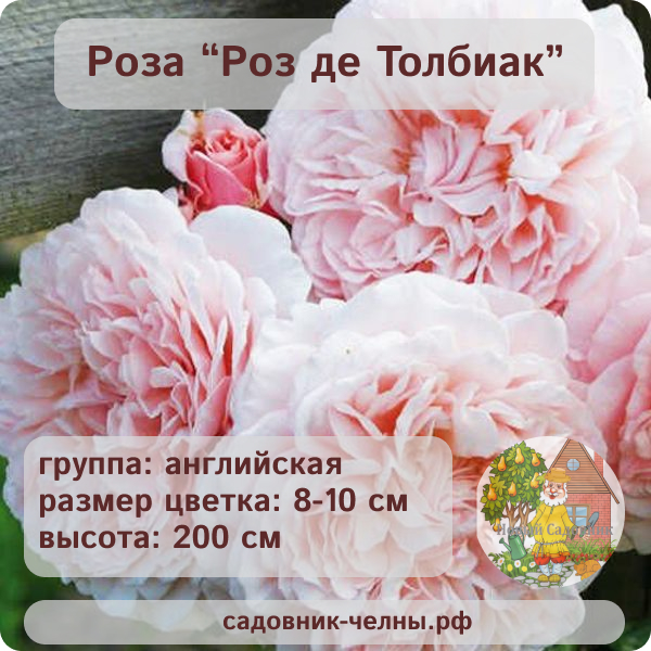 Роза английская Роз де Толбиак