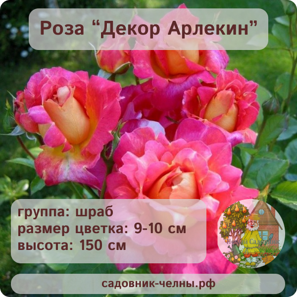 Роза шраб Декор Арлекин