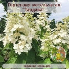 Гортензия метельчатая Тардива
