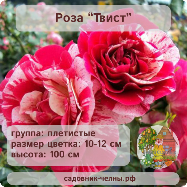 Роза плетистая Твист