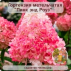 Гортензия метельчатая Пинк энд Роуз