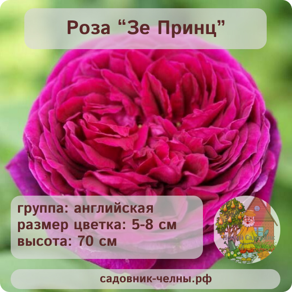 Роза английская Зе Принц